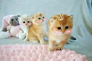 Very cute British Shorthair kittens
