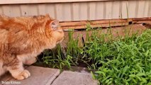 We grew Grass  in the yard for our British Shorthair Cats