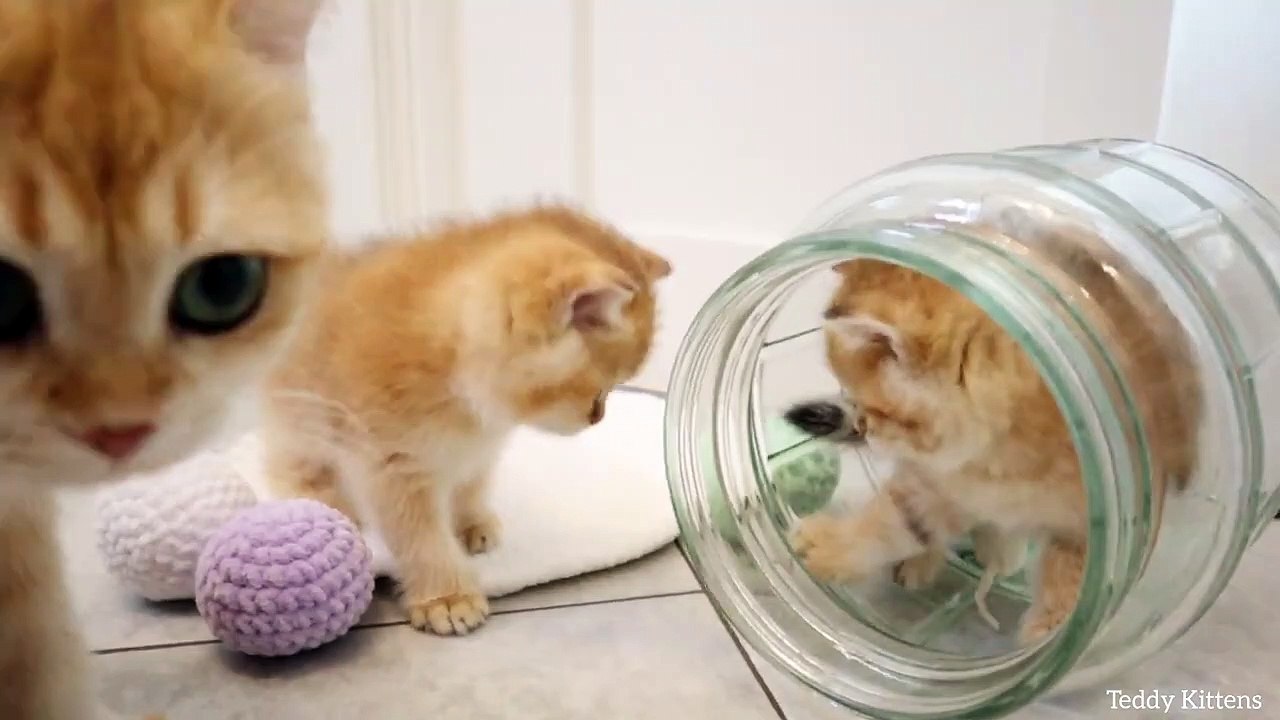 Two tiny kittens playing in a big jar