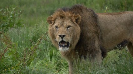 Hythe animal park welcome African lion to boost breeding program
