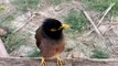 Talking Birds I Shalik Pakhi I Birds Sound I Viral Video