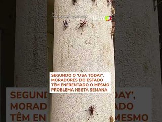 Mulher viraliza ao mostrar casa tomada por 'invasão de grilos' nos EUA