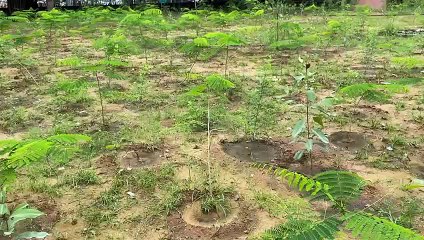 मानसूनी पौधारोपण...निगरानी फेल, करोड़ों रुपए जा रहे पानी में