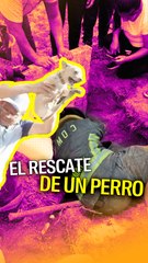 Bomberos rescataron a un perro en una alcantarilla de Ciudad de México