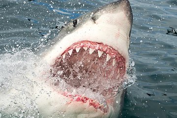 تحنيط القرش قاتل السائح الروسي لوضعه في متحف بمصر