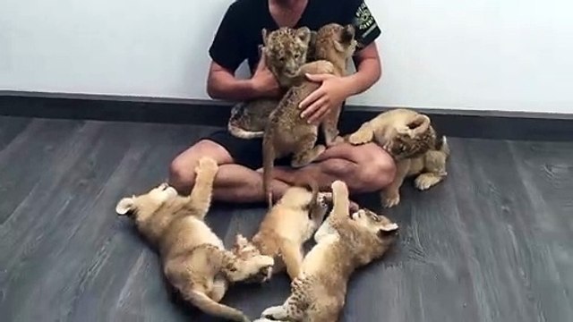Moment calin avec une dizaine de bébés tigres. Adorable
