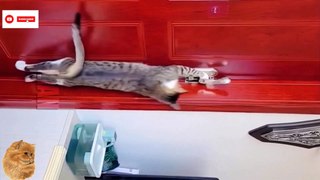 Cat Smart Moments | New comedy cat shorts 2023 | TRY Not to laugh | cute pet   @inspiresemotions #inspiresemotions