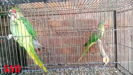 Green parrots picking food from hands