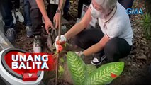 Tree planting activities, isinasagawa sa iba't ibang lugar sa Maynila | UB