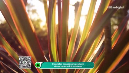 Cientistas conseguem produzir etanol usando fotossíntese