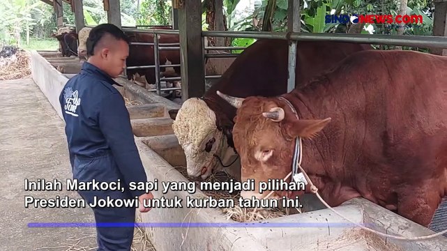 Markoci, Sapi Asal Bandung Dipilih Presiden Jokowi untuk Kurban