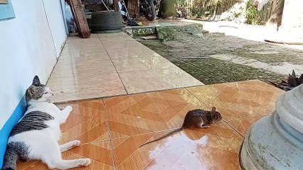 Kucing dan Tikus???