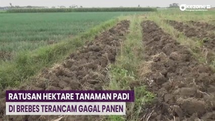 Ratusan Hektare Tanaman Padi Terancam Gagal Panen Akibat Kekeringan di Brebes