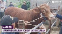 Markoci, Sapi 1 Ton Asal Bandung Jadi Pilihan Presiden Jokowi untuk Kurban