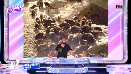 Rats à Paris : un groupe de travail mis en place pour que les Parisiens cohabitent avec eux !