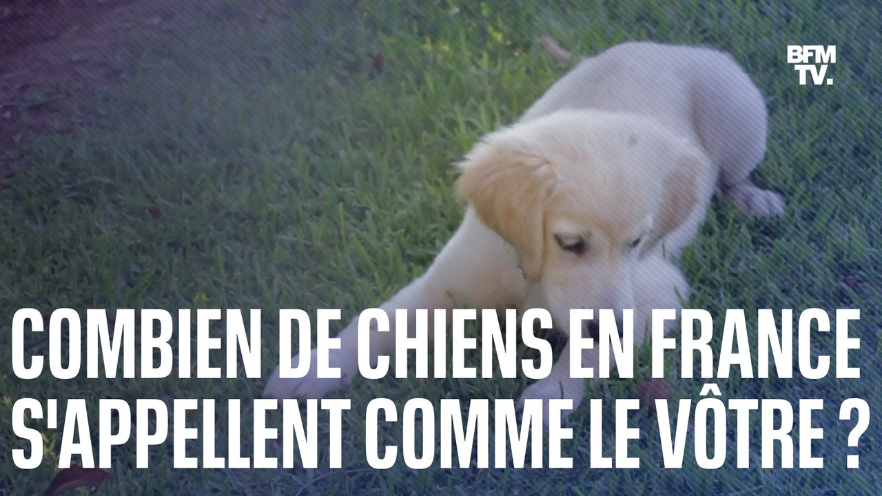 Le top 10 des noms de chiens les plus donnés en France en 2022