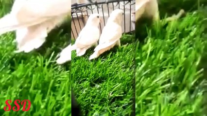 Parrots plus finches