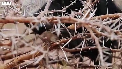 3 Hyena Trying Attack Honey Badger - Animal Fight   ATP Earth