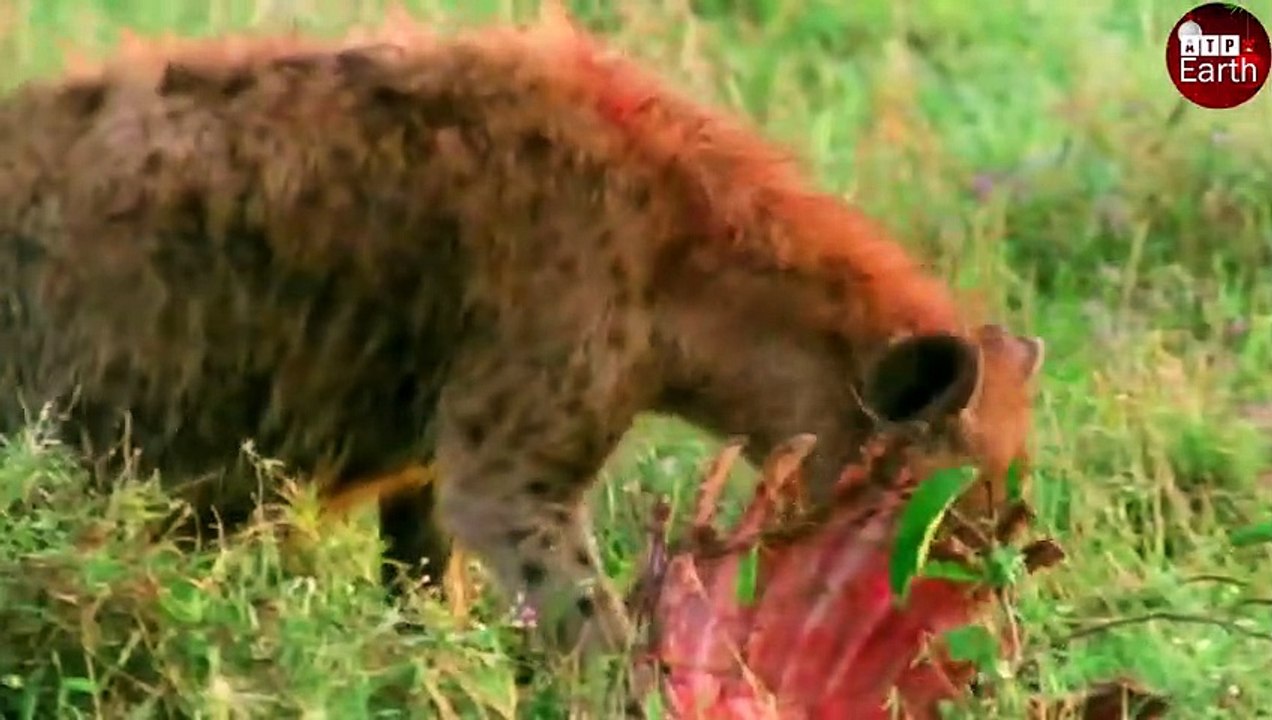 [close-up] Leopard Attack and Eat Hyena