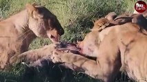 Aghast! Warthog Cry for Help in Vain when Lions Attacked