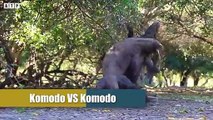 Amazing! Monitor Lizard Vs Python, Komodo Dragon vsCrocodile  Best Battle - Wild Animals   ATP Earth