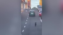 El desgarrador vídeo de un perro corriendo detrás de la dueña que lo acaba de abandonar en Tenerife