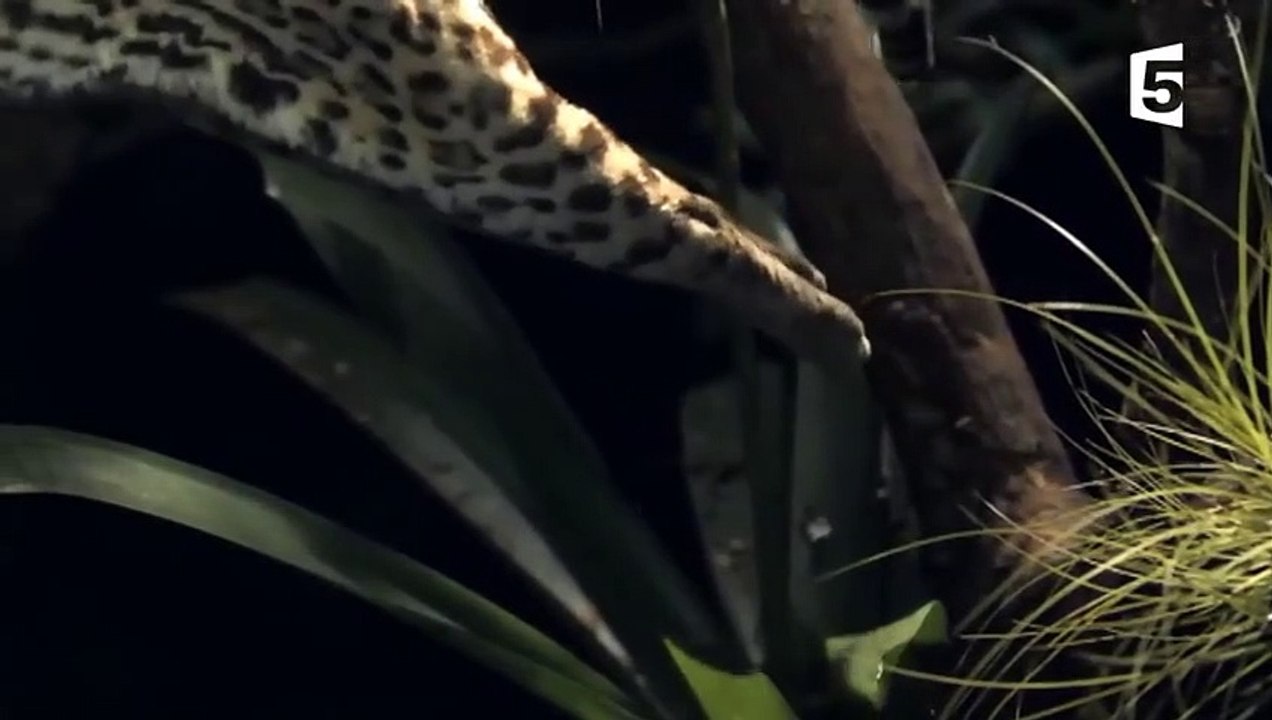 Félins  connaissez-vous le margay  - ZAPPING SAUVAGE