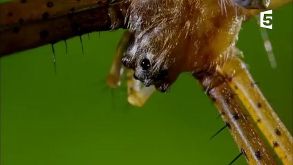 L'araignée aux 3 super-pouvoirs - ZAPPING SAUVAGE