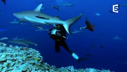 Cette fille est la meilleure amie des requins (Shark Girl) - ZAPPING SAUVAGE