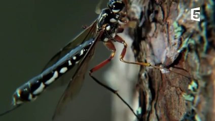 Cet insecte repousse la frontière de l'étrange - ZAPPING SAUVAGE