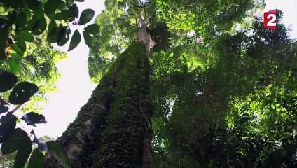 Des dragons volants dans la jungle - ZAPPING SAUVAGE