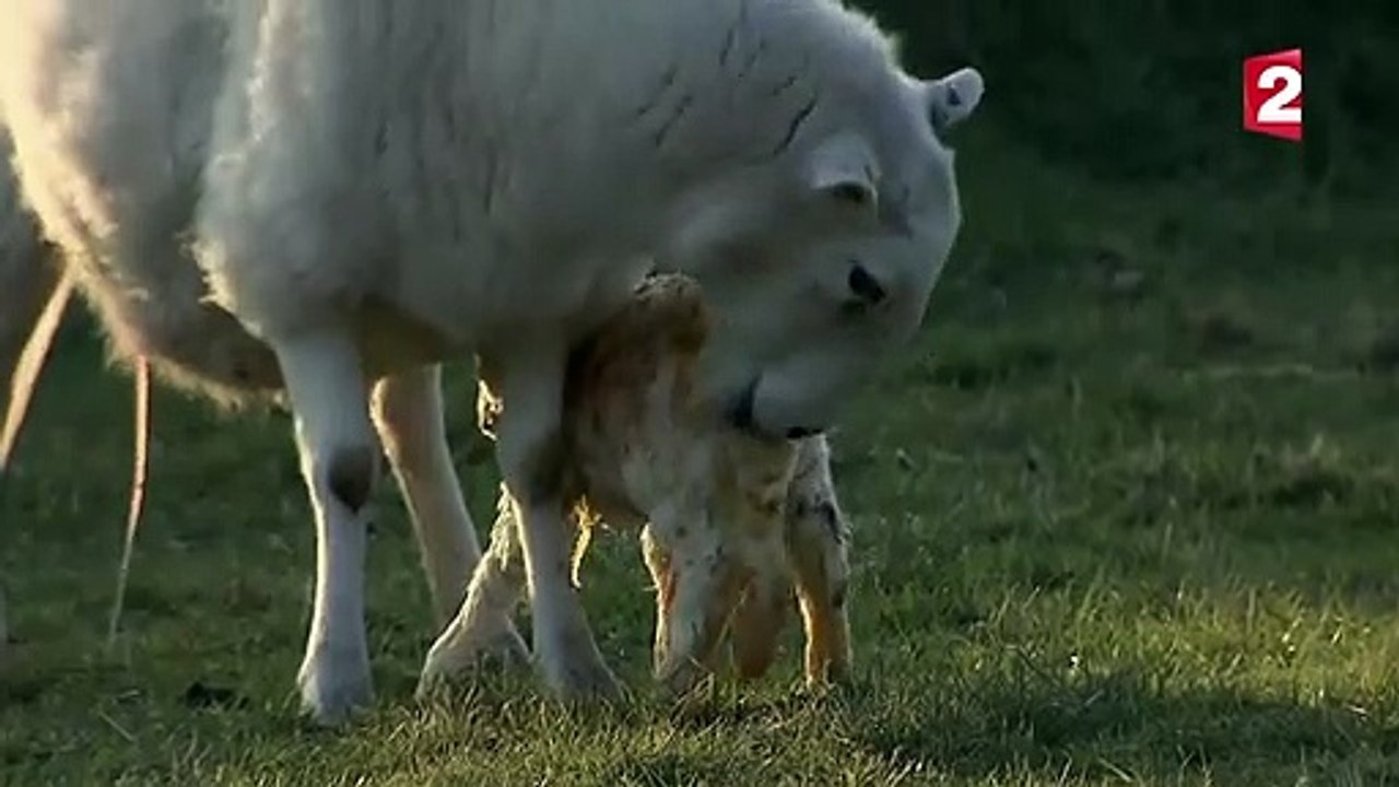 Naissance d'agneau en direct   mise bas brebis - ZAPPING SAUVAGE