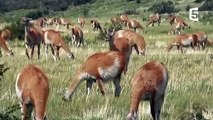 Les folles aventures du lama fâché (guanaco) - ZAPPING SAUVAGE