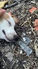 Nazlı ve tıpa tıp benzeyen yavruları 