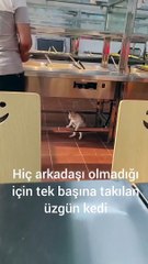 Sevdiği Scottish kız anti alerjik mamalarla beslenirken, çöpteki kuru ekmek için kangallarla boğuştuğunu hatırlayınca…