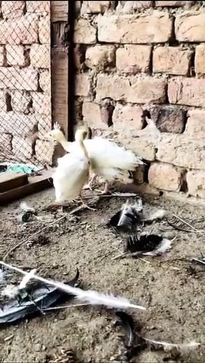 Peacock chicks