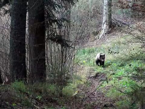 Caiolo: un orso a spasso per i boschi
