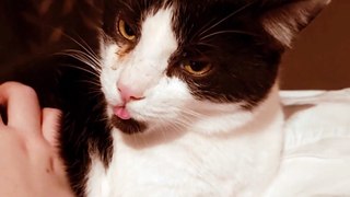 Enchanting Cat 'Bleps' Unveiled Adorable Reactions to Owner's Scritches