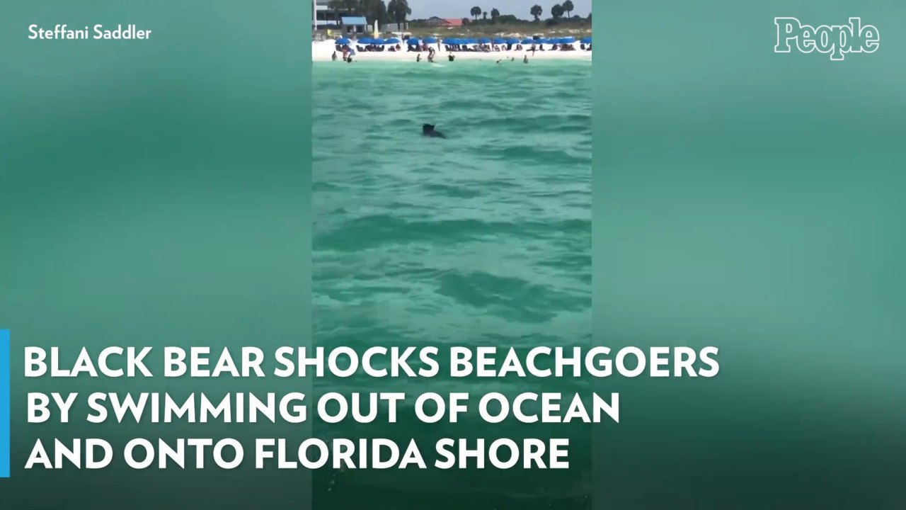 Black Bear Shocks Beachgoers By Swimming Out of Ocean and onto Florida Shore — Watch!