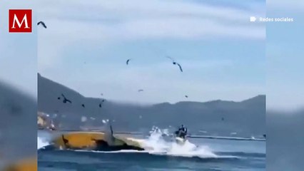 Turistas fueron tragadas por una ballena jorobada en California