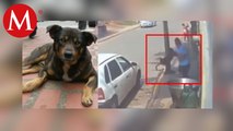 SSPC investiga a hombre que lanzó a perrito en aceite hirviendo por homicidio en grado de tentativa