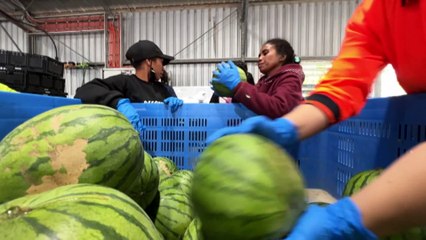 Food production back in full swing as farm workers return