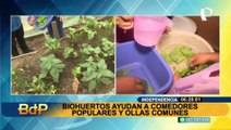 Independencia: Madres de ollas comunes aprenden a cultivar sus propios alimentos con biohuerto