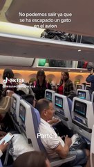 Gato causa interrupción inesperada en vuelo ✈️