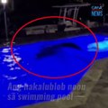 Isang pamilya, may nakakagulat na nakita sa pool nang madaling araw | GMA News Feed