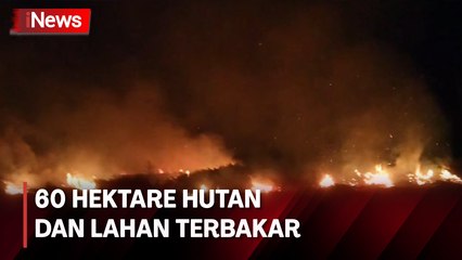 Sulit Dipadamkan, 60 Hektare Hutan dan Lahan Dilalap Api di Kotawaringin Barat