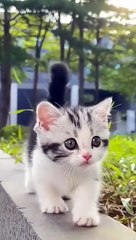 Cute baby cat video on daily motion