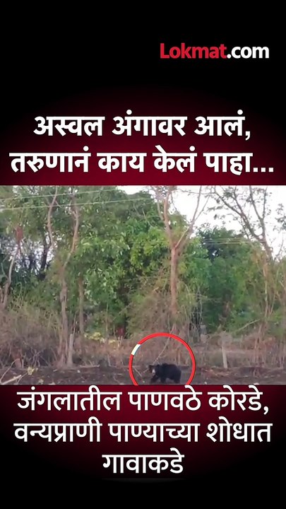 पाण्याच्या शोधात अस्वल गावात,गावकऱ्यांची धावाधाव, Bear in Buldana District | #bear #viralvideo | SA5