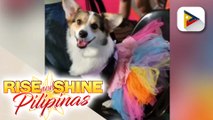 Biggie the Corgi