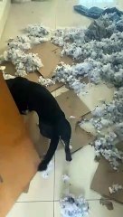 Couch Destroyed By Dastardly Dog